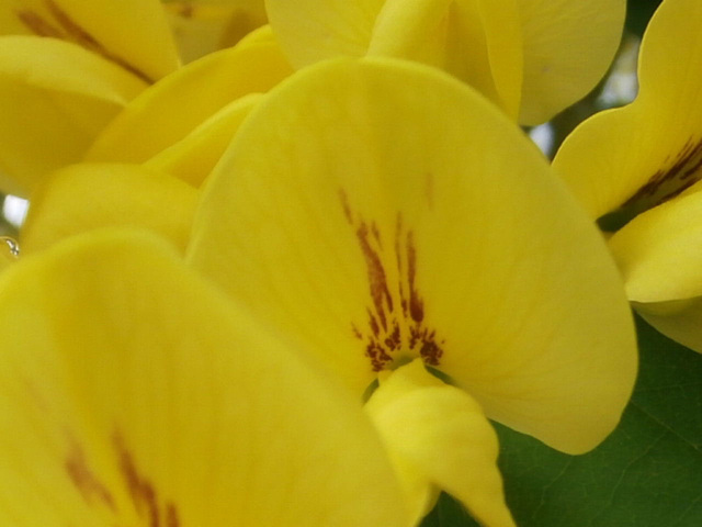 Close up of the laburnham flower