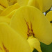 Close up of the laburnham flower