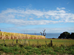 Corn and Sea Beyond Te Kaha