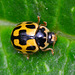 Propylea, 14-Punctata. 14-Spot Ladybird