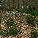 Le jardin déchêné -Lychnis 'White Robin ' (2)