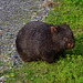 wombat teenager