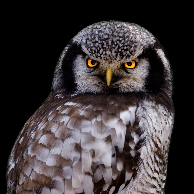 Sperbereule ./. Northern Hawk-Owl ./. Chouette épervière