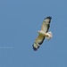 Common Buzzard / Buizerd (Buteo buteo)