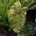 Le jardin déchêné-Colocasia esculenta 'Mojito')