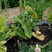 Le jardin déchêné-Colocasia esculenta 'Mojito') (2)