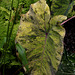 Le jardin déchêné-Colocasia esculenta 'Mojito') (3)