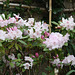 mon rhododendron en pleine floraison