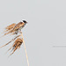 Reed Bunting / Rietgors (Emberiza schoeniclus)