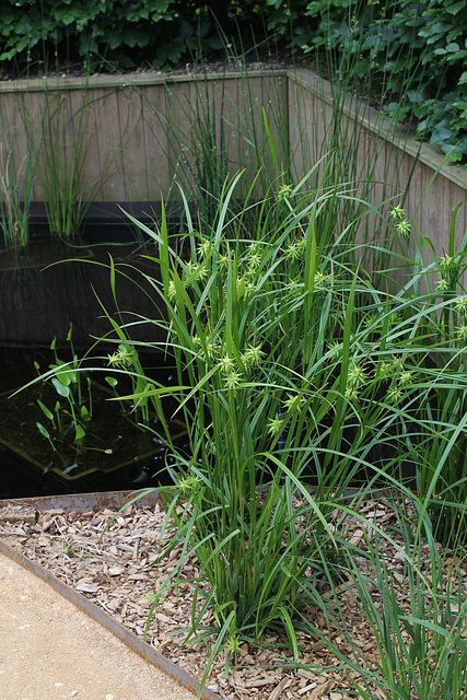 Le jardin déchêné - Carex grayii