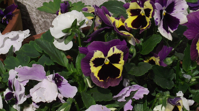 Pansies smiling from their pot