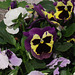 Pansies smiling from their pot