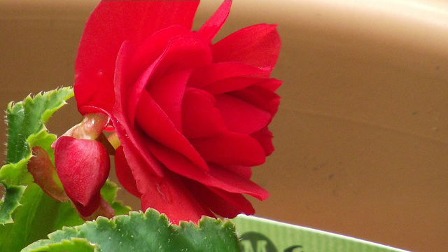 Lovely red begonia