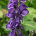 Monkshood - just been told what it is