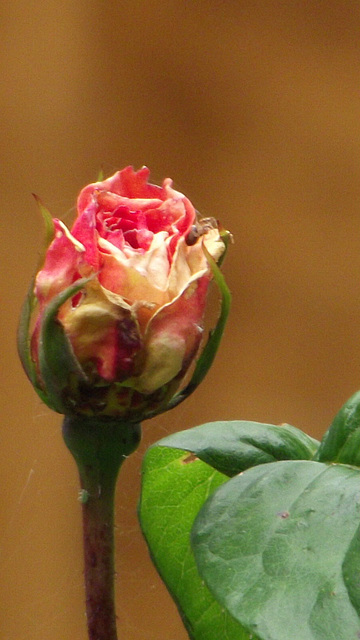 A lovely rose bud