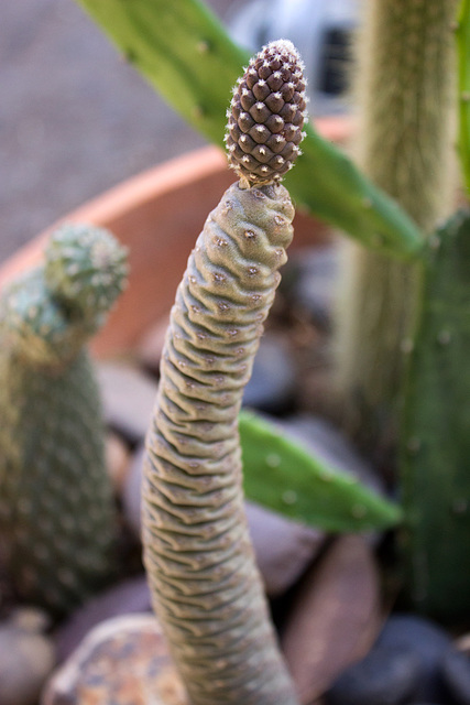 Spruce Cone cactus (Tephrocactus articulatus var. Inermis)