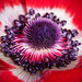 Heart of a Red Anemone