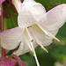 The Lycesteria Formosa - wish there was a nickname for this. LOL
