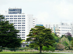 Waikato Hospital.