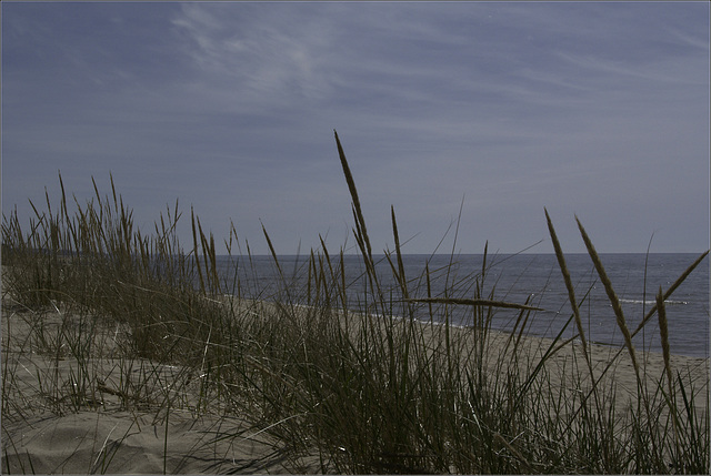 Grasses on the Beach