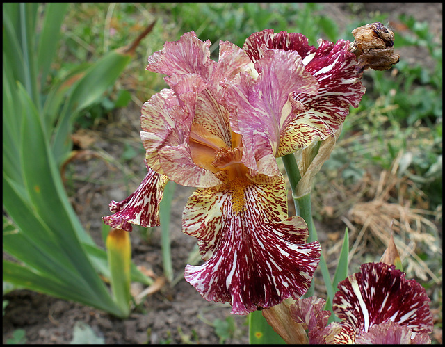 Iris Bewilderbeast