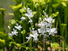 Calopogon tuberosus (Common Grass-pink orchid) white form