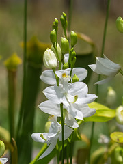 Calopogon tuberosus (Common Grass-pink orchid) white form