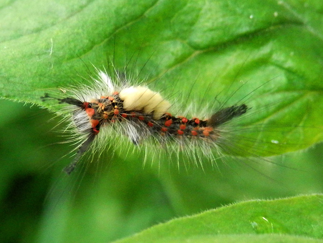 Rusty Tussock Moth or Vapourer Moth - Orgyia antiqua