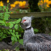 20140508 3048VRAw [D~LIP] Halsband-Wehrvogel (Chauna torquata), Vogelpark Detmold-Heiligenkirchen