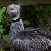 20140508 3047VRAw [D~LIP] Halsband-Wehrvogel (Chauna torquata), Vogelpark Detmold-Heiligenkirchen