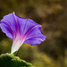 1-10 Project: 1 Morning Glory Blossom