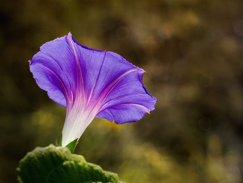 1-10 Project: 1 Morning Glory Blossom