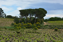 mini pine forest in the middle of the vines