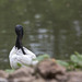 20140508 3005VRAw [D~LIP] Heiliger Ibis (Syrmaticus aethiopicus), Vogelpark, Detmold-Heiligenkirchen
