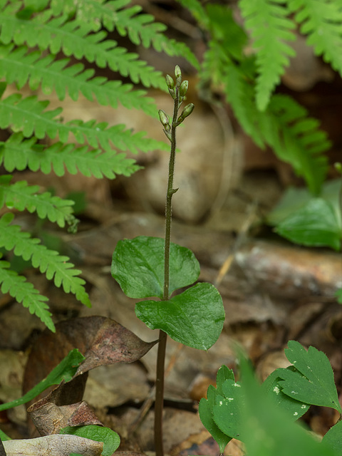 Neottia smallii (Appalachian Twayblade orchid, Kidney-leaf Twayblade orchid)