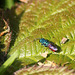 Ruby-tailed Wasp