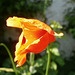 I think this is a Californian poppy - cos it's orange