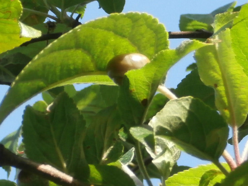 A tiny snail has climbed all the way up the apple tree