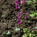 Salvia pratensis (2)