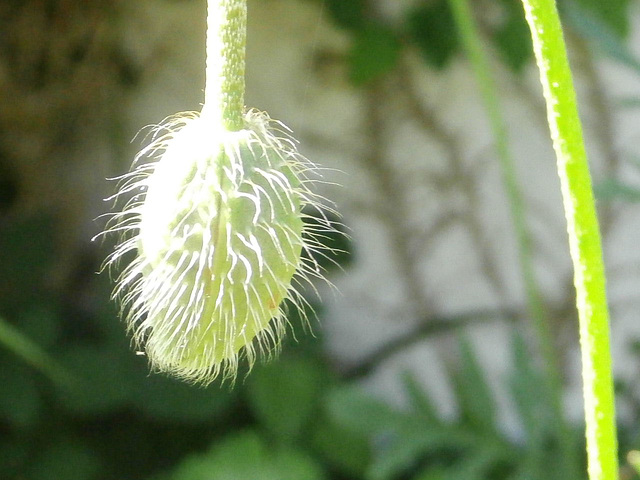 Hairy plant pod of the poppy.....