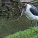 20140508 2974VRAw [D~LIP] Marabu (Leptopilos crumeniferus), Vogelpark Detmold-Heiligenkirchen