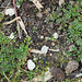 Pritzelago alpina = Hutchinsia alpina
