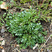 Pritzelago alpina = Hutchinsia alpina