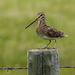 A two-legged Wilson's Snipe : )