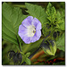 Shoo-fly plant - Nicandra physaloides - 2010