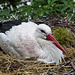 20140508 2965VRAw [D~LIP] Weißstorch (Ciconia ciconia), Vogelpark Detmold-Heiligenkirchen