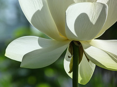 Beautiful Sacred Lotus