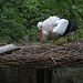 20140508 2959VRAw [D~LIP] Weißstorch (Ciconia ciconia), Vogelpark Detmold-Heiligenkirchen