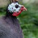 20140508 2950VRAw [D~LIP] Helmperlhuhn (Numida meleagris), Vogelpark Detmold-Heiligenkirchen