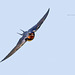 Barn Swallow / Boerenzwaluw (Hirundo Rustica)